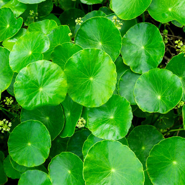 CICA（シカ・ツボクサエキス）