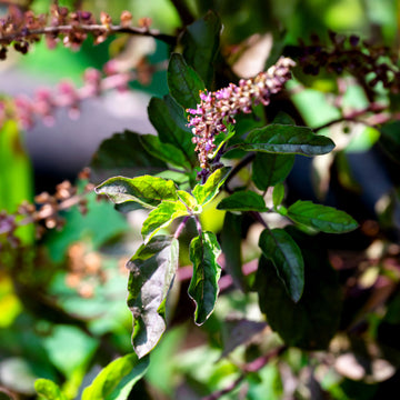 ホーリーバジル