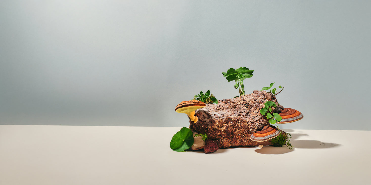 アダプトゲン topバナー